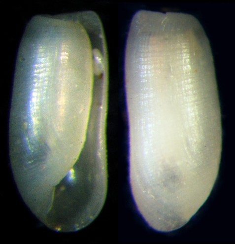 Foto al microscopio: un illuminatore da 60 centesimi